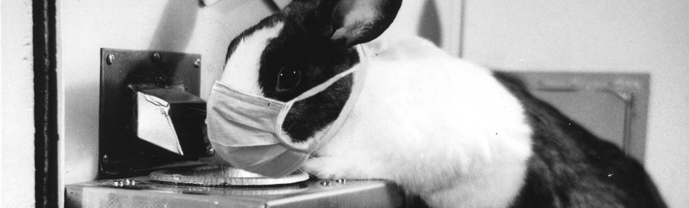 A rabbit in a lab setting wearing a face mask